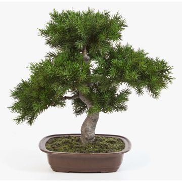 Künstliche Bonsai Pinie SELENA in Bonsaischale, 50cm