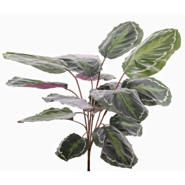 Kunstpflanze Calathea Medaillon BRIHANNA auf Steckstab, grün, 75cm Kunstpflanze Calathea Medaillon BRIHANNA auf Steckstab, grün, 75cm