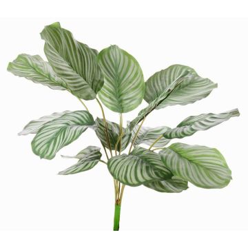 Calathea Orbifolia künstlich ZAIDA auf Steckstab, grün, 75cm Calathea Orbifolia künstlich ZAIDA auf Steckstab, grün, 75cm