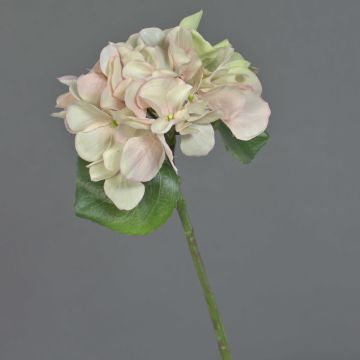 Hortensien Kunstblume CHIDORI, creme-rosa-grün, 30cm, Ø13cm