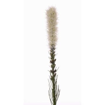 Künstliche Prachtscharte MITSA, creme, 80cm, Ø6cm