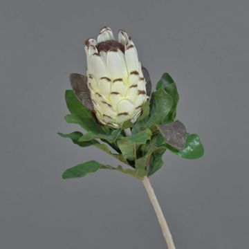 Kunstblume Protea NELLI, weiß-gelb, 75cm, Ø8cm