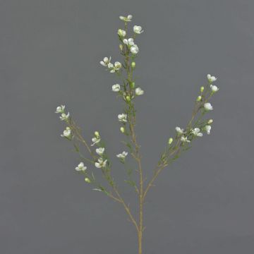 Künstliche Wachsblume NIANG, creme, 80cm, Ø1,5-2,5cm