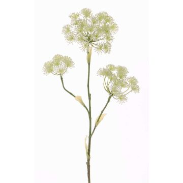 Kunstblume Bärenklau ABDEROS, creme, 105cm, Ø12-20cm Kunstblume Bärenklau ABDEROS, creme, 105cm, Ø12-20cm
