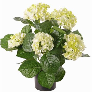 Kunstblume Hortensie TEMARI, creme-grün, 40cm, Ø10-12cm Kunstblume Hortensie TEMARI, creme-grün, 40cm, Ø10-12cm