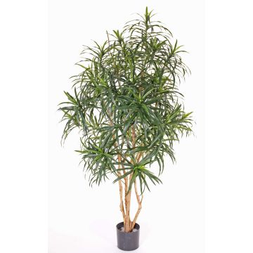 Drachenbaum künstlich PHILOMENA, Echtstämme, grün, 160cm Drachenbaum künstlich PHILOMENA, Echtstämme, grün, 160cm