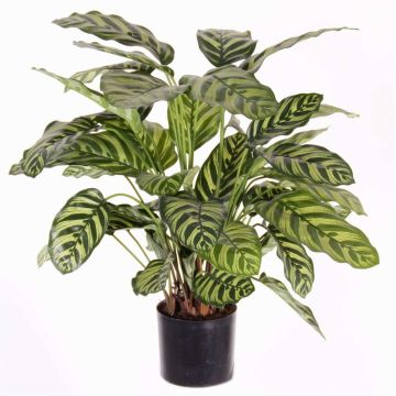 Künstliche Calathea Makoyana GODE, grün-gelb, 65cm Künstliche Calathea Makoyana GODE, grün-gelb, 65cm