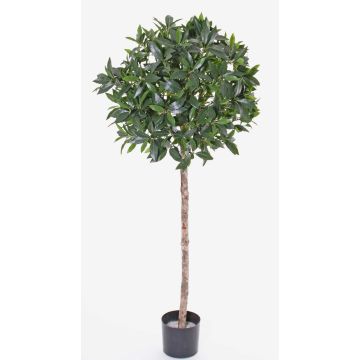 Künstlicher Kirschlorbeer Kugel ALEXIOS, Echtstamm, Früchte, 145cm, Ø60cm Künstlicher Kirschlorbeer Kugel ALEXIOS, Echtstamm, Früchte, 145cm, Ø60cm
