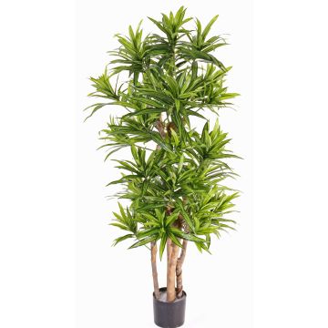 Drachenbaum künstlich JEMIMA, Naturstämme, grün, 120cm Drachenbaum künstlich JEMIMA, Naturstämme, grün, 120cm