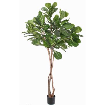 Ficus Lyrata künstlich HARVEY, Naturstämme, grün, 190cm Ficus Lyrata künstlich HARVEY, Naturstämme, grün, 190cm