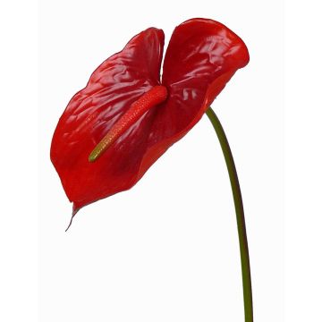 Flamingoblume künstlich MOIRA, rot, 75cm, 13x18cm