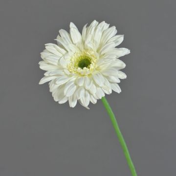 Gerbera künstlich HELLI, creme, 65cm, Ø12cm Gerbera künstlich HELLI, creme, 65cm, Ø12cm