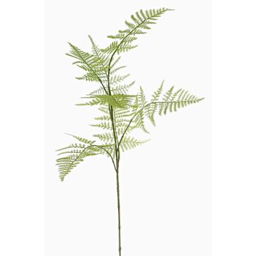 Kunst Asparagus plumosus Zweig HAYDON, grün, 85cm