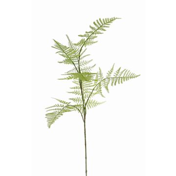Kunst Asparagus plumosus Zweig HAYDON, grün, 85cm