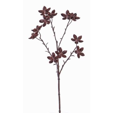Deko Sternanis Zweig DELANO mit Früchten, braun, 60cm