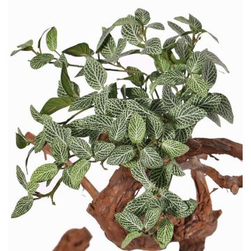 Kunstpflanze Fittonia NIKLAUS, Steckstab, schwer brennbar, grün-weiß, 30cm Kunstpflanze Fittonia NIKLAUS, Steckstab, schwer brennbar, grün-weiß, 30cm