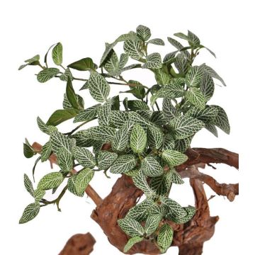 Kunstpflanze Fittonia NIKLAUS, Steckstab, schwer brennbar, grün-weiß, 30cm
