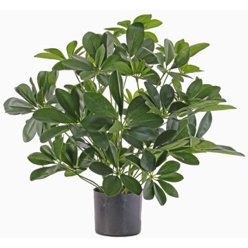 Textil Schefflera LUKAS im Dekotopf, grün, 55cm