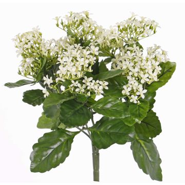 Künstliche Kalanchoe blossfeldiana LORRE auf Steckstab, crossdoor, weiß, 35cm, Ø30cm Künstliche Kalanchoe blossfeldiana LORRE auf Steckstab, crossdoor, weiß, 35cm, Ø30cm
