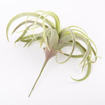 Tillandsia Xerographica künstlich ANELIA auf Steckstab, grün-grau, 30cm