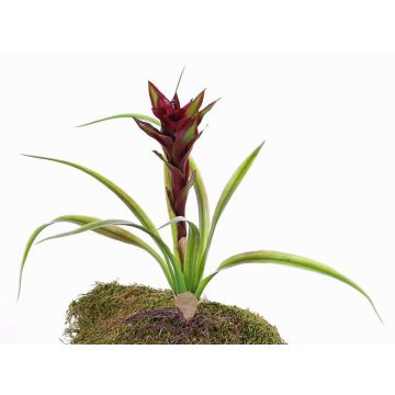 Kunstpflanze Guzmania ANELY mit Blüten, auf Steckstab, rot, 40cm
