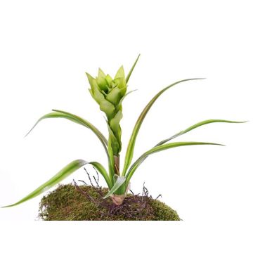 Künstliche Bromelie Guzmania ANELY mit Blüten, auf Steckstab, grün, 40cm