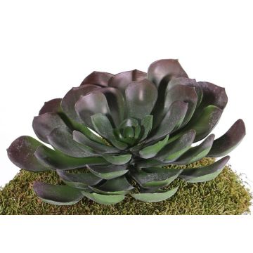 Künstliche Aeonium BARBARA auf Steckstab, rot-grün, 15cm, Ø25cm