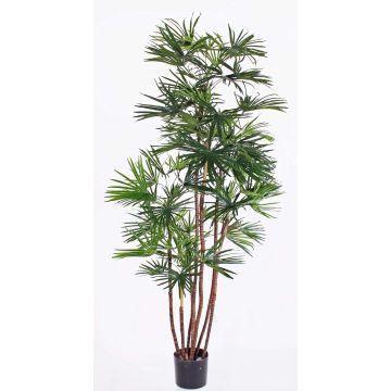 Kunstpflanze Steckenpalme GARRET, crossdoor, 160cm
