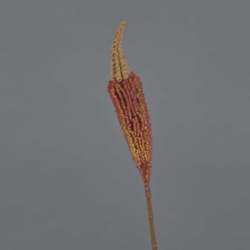 Textil Bulbinella TALUNA, braun-rot, 65cm, Ø4cm