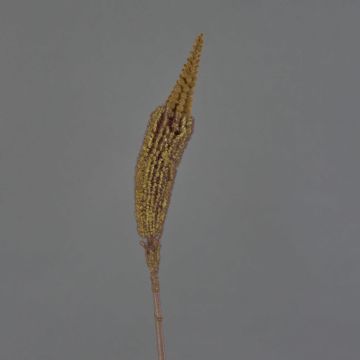 Textil Bulbinella TALUNA, braun-gelb, 65cm, Ø4cm