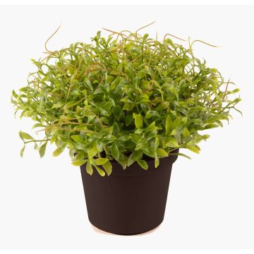 Kunstkräuter Gartenkresse YANIS, grün, 13cm