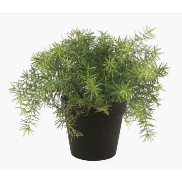 Kunst Pflanze Asparagus sprengeri YANIS, 15cm