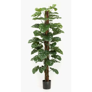 Kunstpflanze Philodendron Monstera Deliciosa LASO, 180cm Kunstpflanze Philodendron Monstera Deliciosa LASO, 180cm