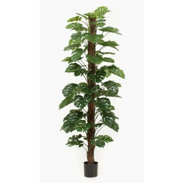 Kunstpflanze Philodendron Monstera Deliciosa LASO, 210cm
