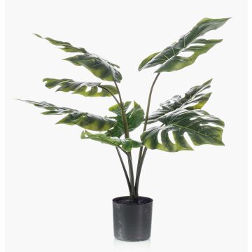Dekopflanze Philodendron Monstera Deliciosa TREA, 60cm Dekopflanze Philodendron Monstera Deliciosa TREA, 60cm