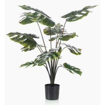 Dekopflanze Philodendron Monstera Deliciosa TREA, 80cm