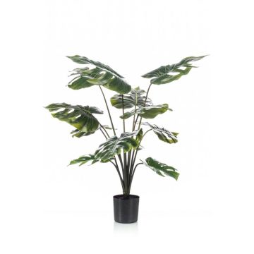 Dekopflanze Philodendron Monstera Deliciosa TREA, 80cm