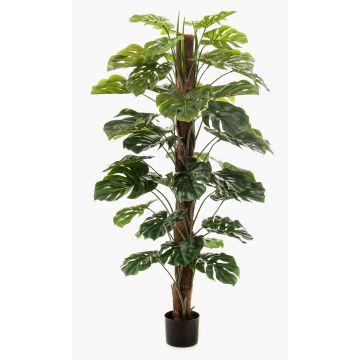 Dekopflanze Philodendron Monstera Deliciosa TILA, 150cm Dekopflanze Philodendron Monstera Deliciosa TILA, 150cm