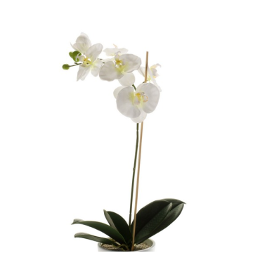 Unechte Orchidee Phalaenopsis ISIS, Steckstab, weiß, 60cm