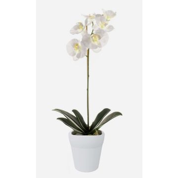 Unechte Orchidee Phalaenopsis ISIS, Keramiktopf, weiß, 55cm