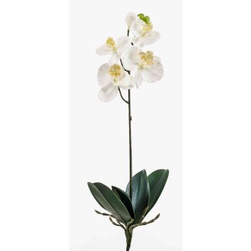 Unechte Orchidee Phalaenopsis ISIS, Steckstab, weiß, 40cm Unechte Orchidee Phalaenopsis ISIS, Steckstab, weiß, 40cm