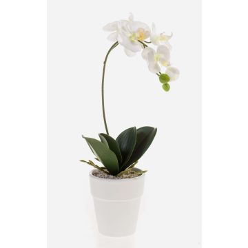 Unechte Orchidee Phalaenopsis ISIS, Keramiktopf, weiß, 40cm