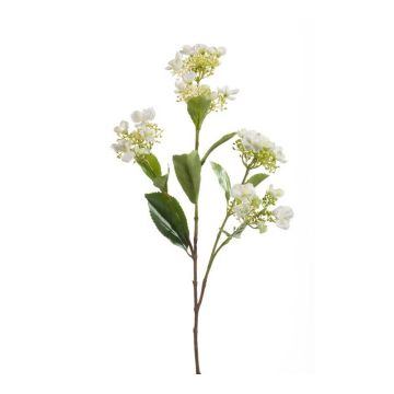 Kunsthortensie ALAZNE, creme, 75cm, Ø7-10cm