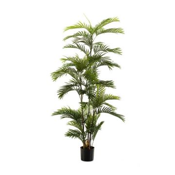 Kunstpalme Areca FEDERICO, 180cm Kunstpalme Areca FEDERICO, 180cm
