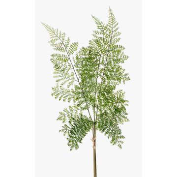Dekoblatt Schildfarn HALIMA, grün, 60cm