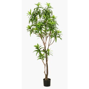 Kunstbaum Dracaena Reflexa Jamaica OSAKA, grün, 190cm