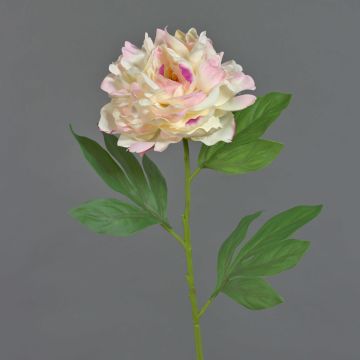 Pfingstrose künstlich MARILOU, creme-rosa, 80cm, Ø14cm