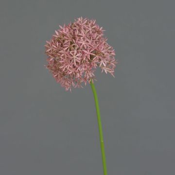 Kunstblume Allium ARNAU, rosa, 60cm, Ø10cm