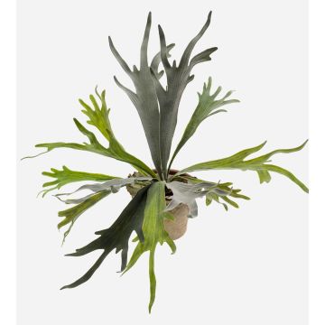 Farn künstlich Geweihfarn MARLEY im Terracottatopf, grün, Ø50cm