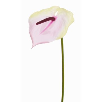 Flamingoblume künstlich MOIRA, creme-rosa, 75cm, 13x18cm